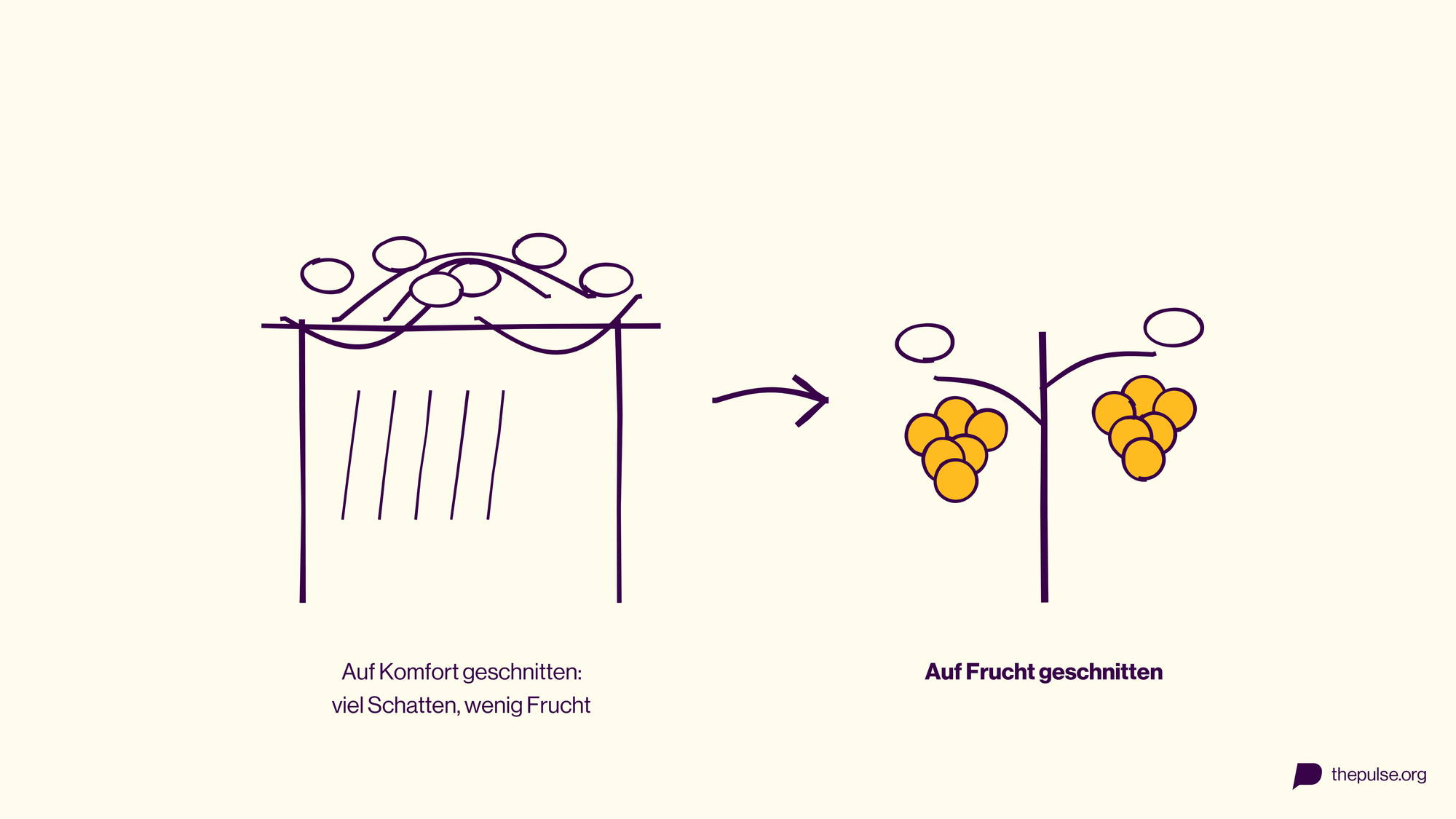 Weinrebe auf Komfort geschnitten (Schatten) vs. auf Frucht geschnitten (Trauben)