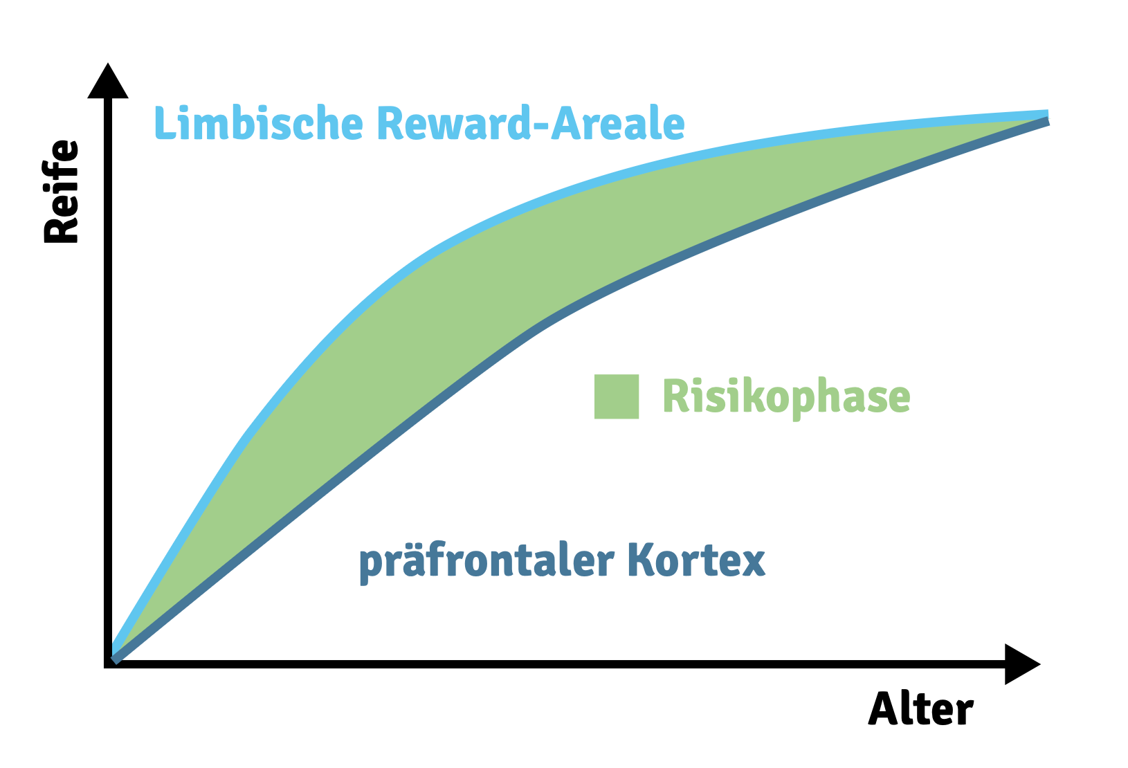 Entwicklungskurve: Limbische Reward-Areale reifen früher als der präfrontale Kortex – dazwischen liegt die Risikophase der Pubertät.