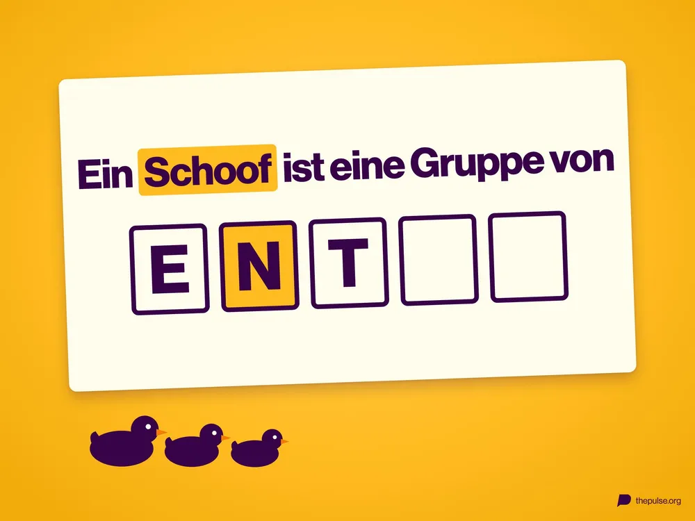 Rätselkarte »Ein Schoof ist eine Gruppe von« mit fünf Kästchen, in denen E, N und T schon stehen, darunter drei Enten.