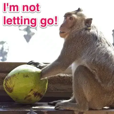 Un macaco con la mano en un coco y el texto en inglés «I’m not letting go!» (¡No pienso soltarlo!)