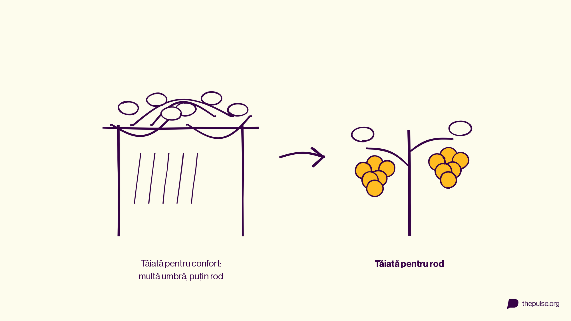 Viță tăiată pentru confort (umbră) vs. viță tăiată pentru rod (struguri)